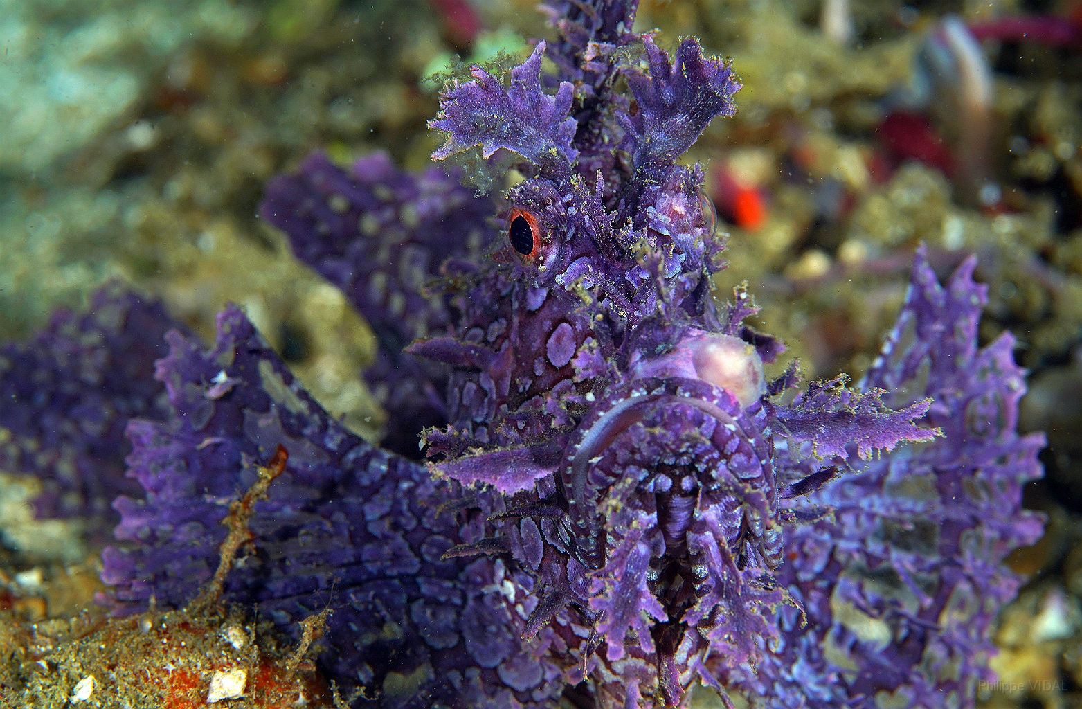 Banda Sea 2018 - DSC05612_rc - Weedy scorpionfish - poisson scorpion feuillu - Rhinopias frondosa.jpg